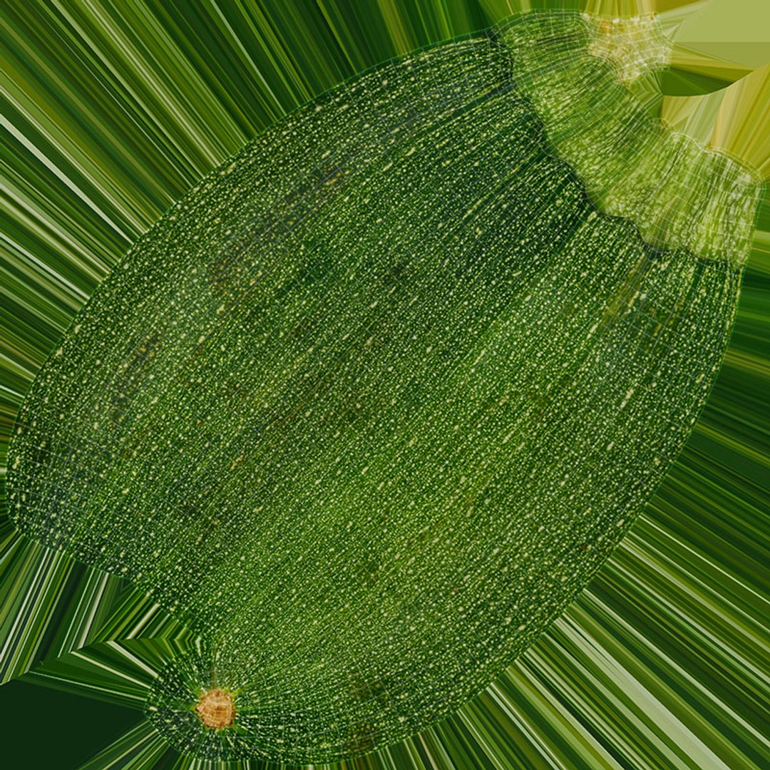 Whole Zucchini Collection 3D https://p.turbosquid.com/ts-thumb/YQ/vOKAEz/Qr/zucchini_01_d0004/jpg/1688132960/1920x1080/fit_q87/9de9ccca9b59d669993f3e941a45931aa6cd5b0d/zucchini_01_d0004.jpg