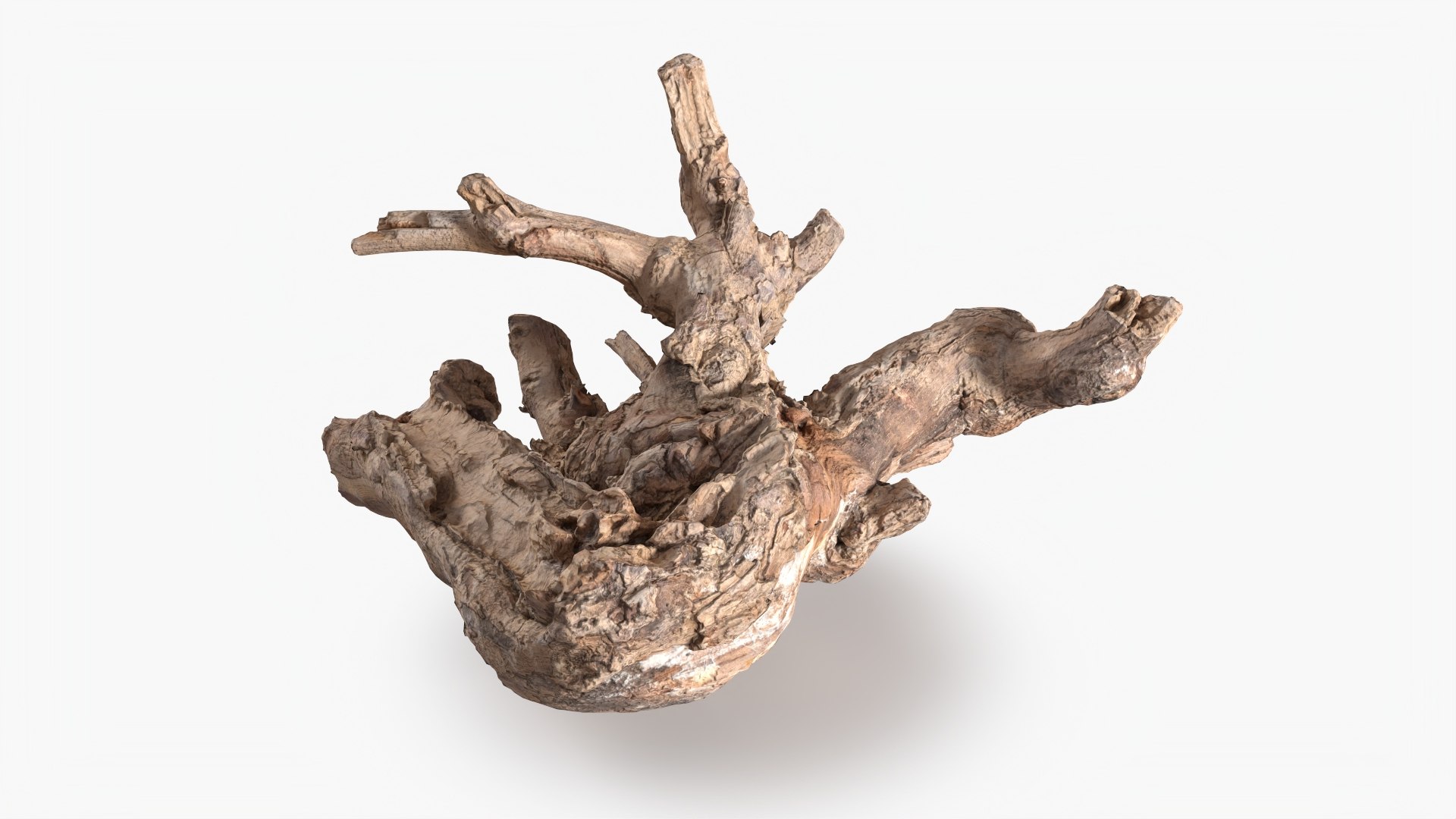 3D Grapevine Bark 3D Scanned 11 StemCell https://p.turbosquid.com/ts-thumb/YQ/vRHhj1/6Q/grapevine_11_p05/jpg/1726478210/1920x1080/fit_q87/d71149a99982ea837e361d9297b7ed092c1da1f6/grapevine_11_p05.jpg