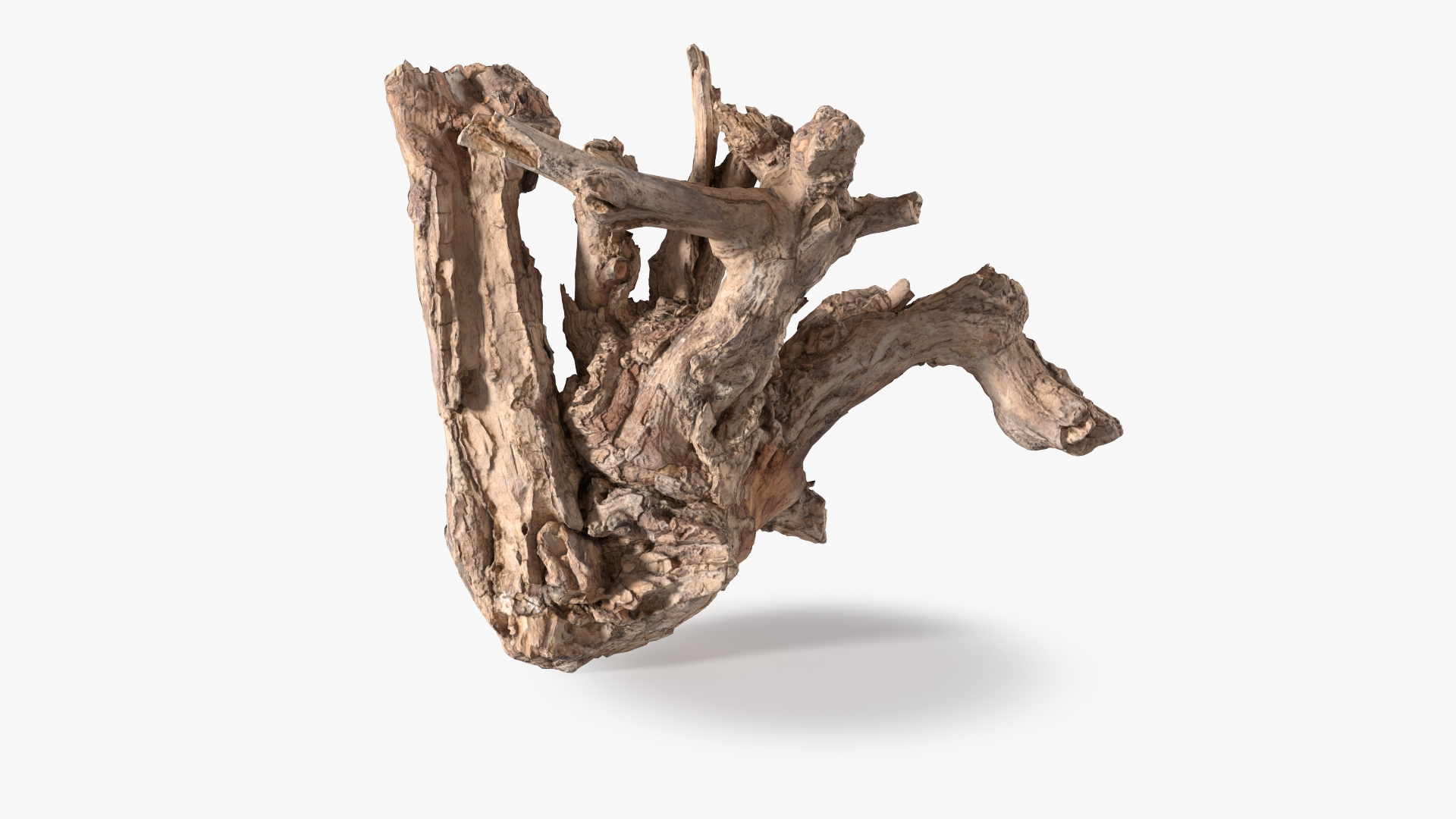 3D Grapevine Bark 3D Scanned 11 StemCell https://p.turbosquid.com/ts-thumb/YQ/vRHhj1/KZ/grapevine_11_stemcell/jpg/1726479159/1920x1080/turn_fit_q99/188fc299b29f29995e92b424ea6ebfa88020c6cd/grapevine_11_stemcell-1.jpg