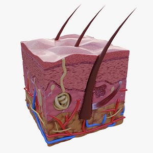 3D Skin cross section model