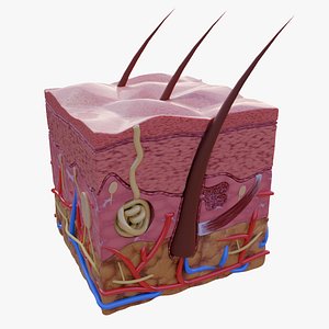 Skin cross section