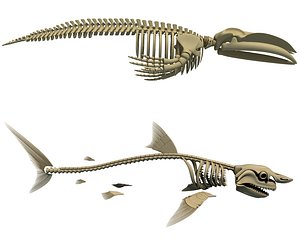 Great White Shark and Blue Whale Skeletons