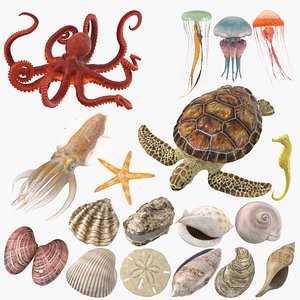 sea animals shells 3D model