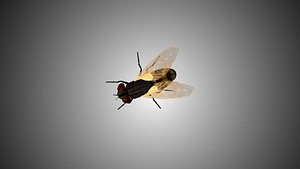 Fly Rigged Low poly