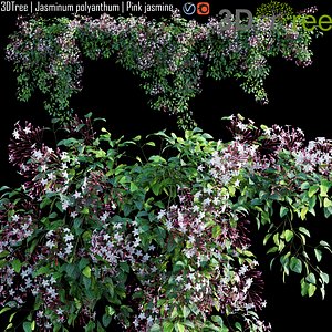 Jasminum polyanthum 3D
