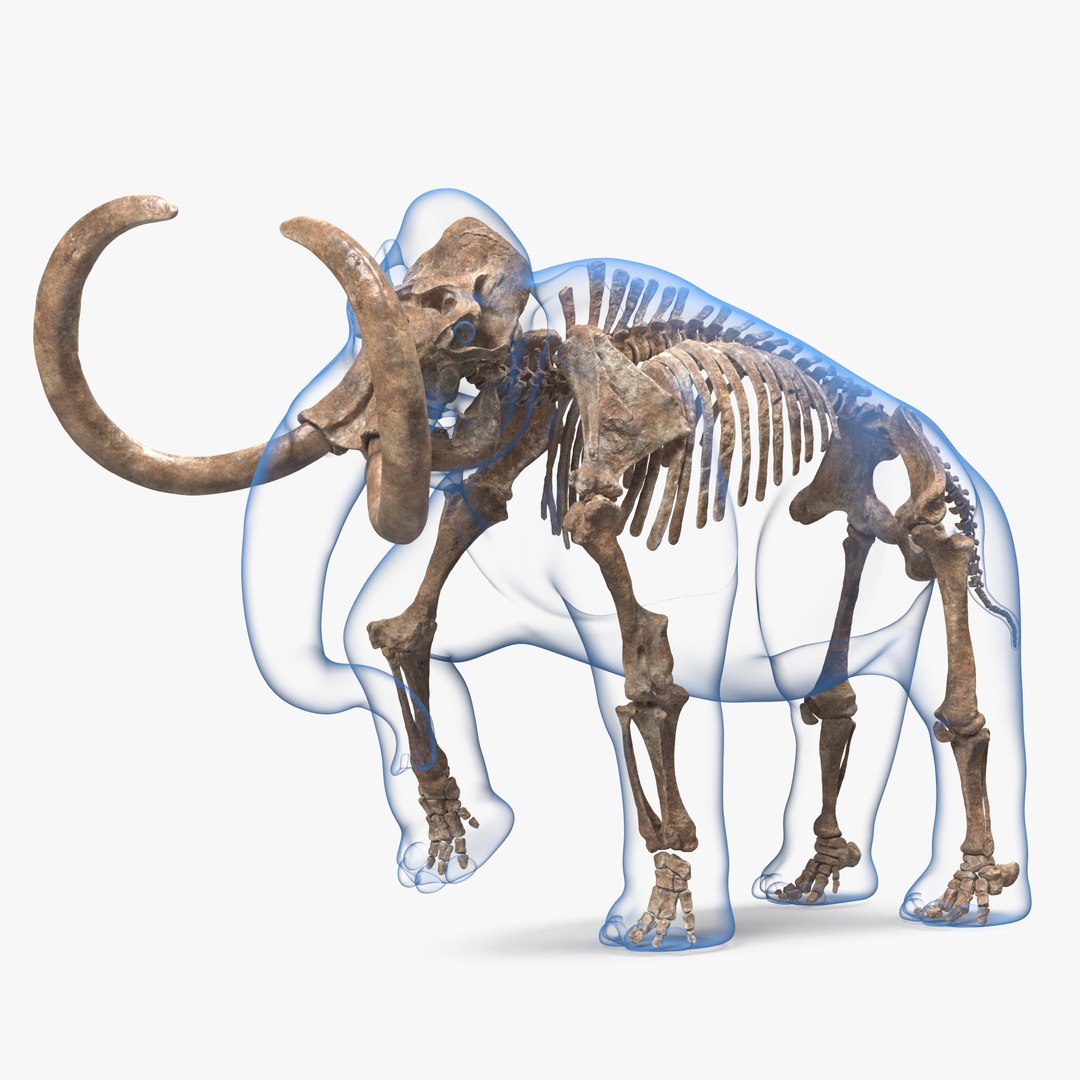 3D Adult Mammoth Old Skeleton Shell Walking Pose model https://p.turbosquid.com/ts-thumb/YR/gtpGMO/IW/adultmammotholdskeletonshellwalkingpose3dsmodel000/jpg/1634197428/1920x1080/fit_q87/2cf1d46b4a60bfa1c39b8691cf8d9b70e2d3f421/adultmammotholdskeletonshellwalkingpose3dsmodel000.jpg