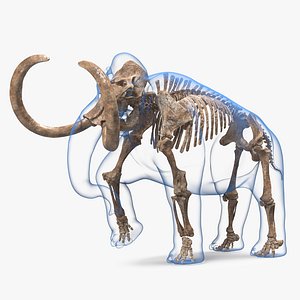 3D Adult Mammoth Old Skeleton Shell Walking Pose model