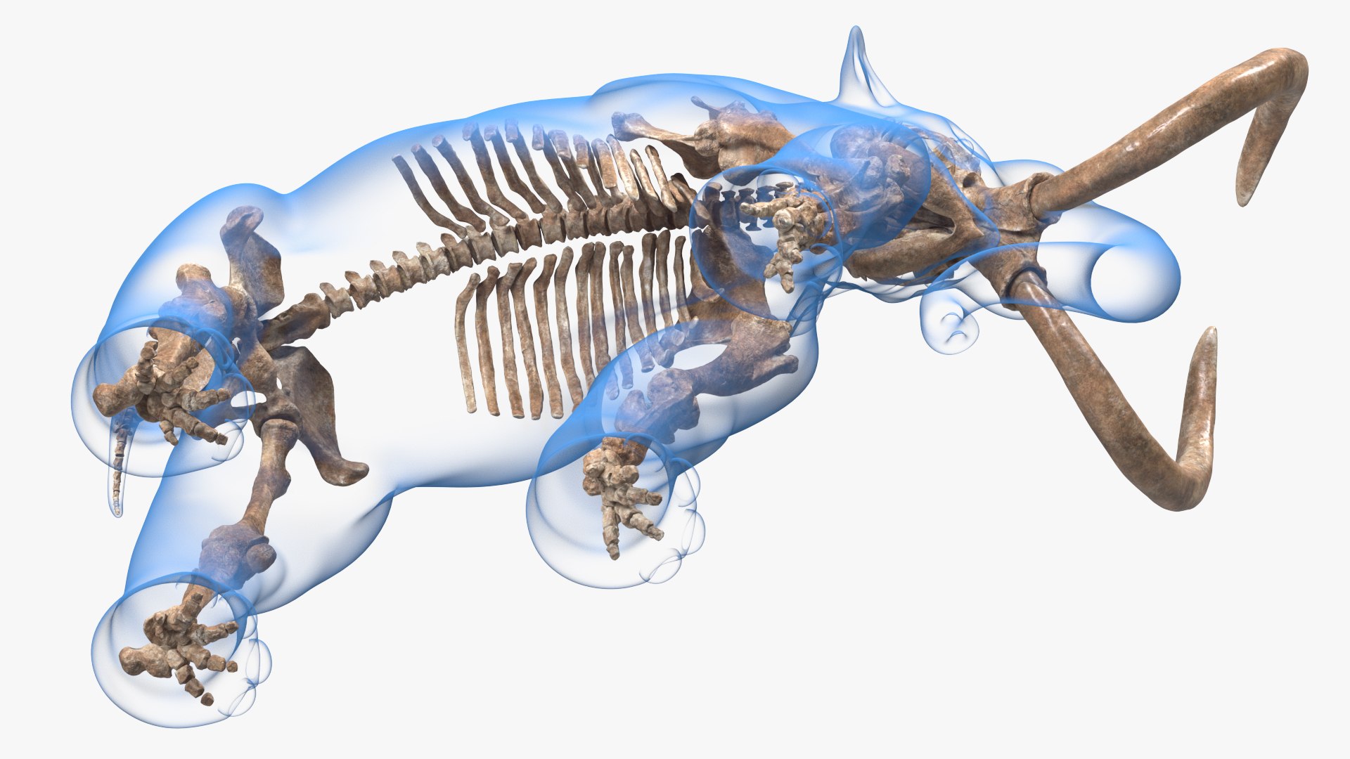 3D Adult Mammoth Old Skeleton Shell Walking Pose model - TurboSquid 1801271