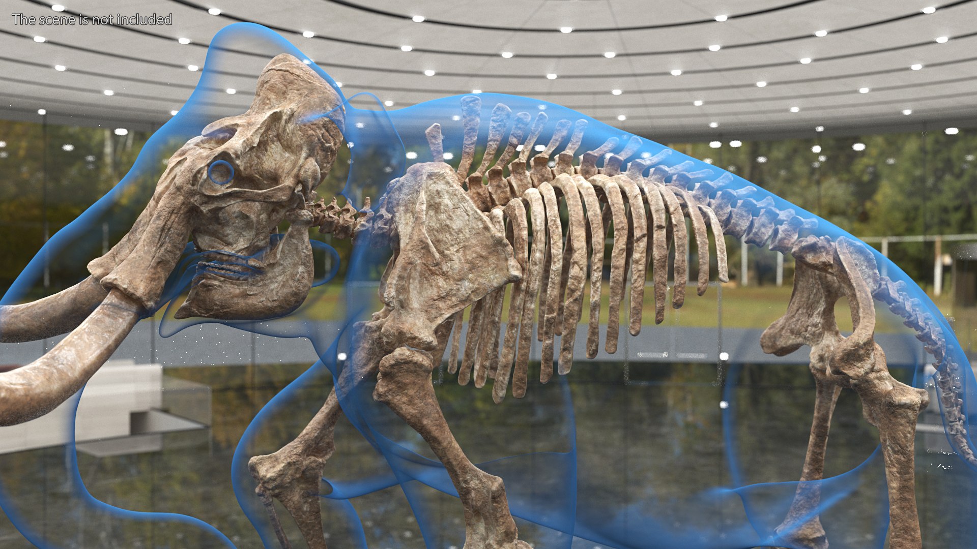 3D Adult Mammoth Old Skeleton Shell Walking Pose model - TurboSquid 1801271