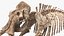 3D Adult Mammoth Old Skeleton Shell Walking Pose model