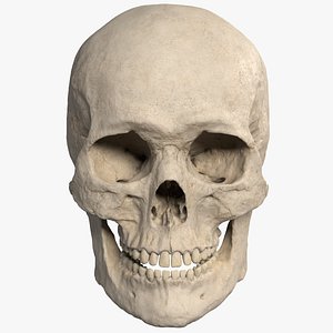 3D model realistic skull