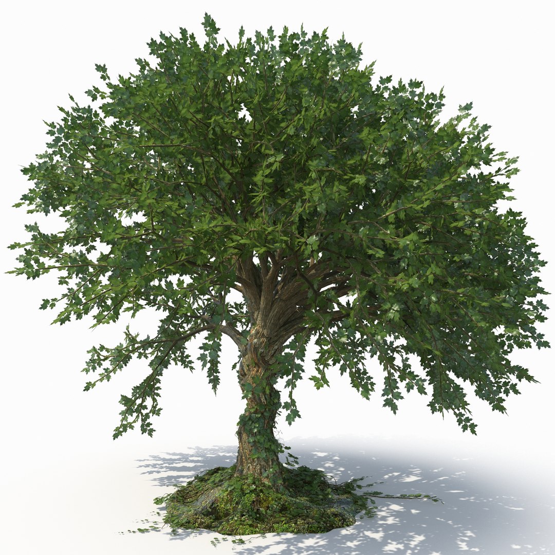 tree bundle model https://p.turbosquid.com/ts-thumb/YR/yw6UDd/3M/ecleposstree00/jpg/1780485320/1920x1080/fit_q87/c1afd355eee28c52b56ad26e5507203e22cdc260/ecleposstree00.jpg