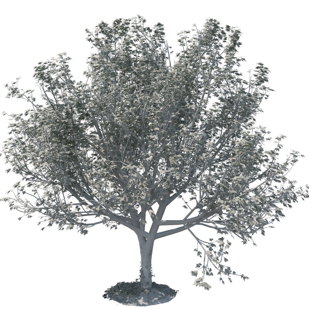 tree bundle model https://p.turbosquid.com/ts-thumb/YR/yw6UDd/SO/ecleposs_treec_fresnel0121/jpg/1780485312/1920x1080/fit_q87/cdecd635c6917413c5edfbf3a3b80df016ee9fb0/ecleposs_treec_fresnel0121.jpg