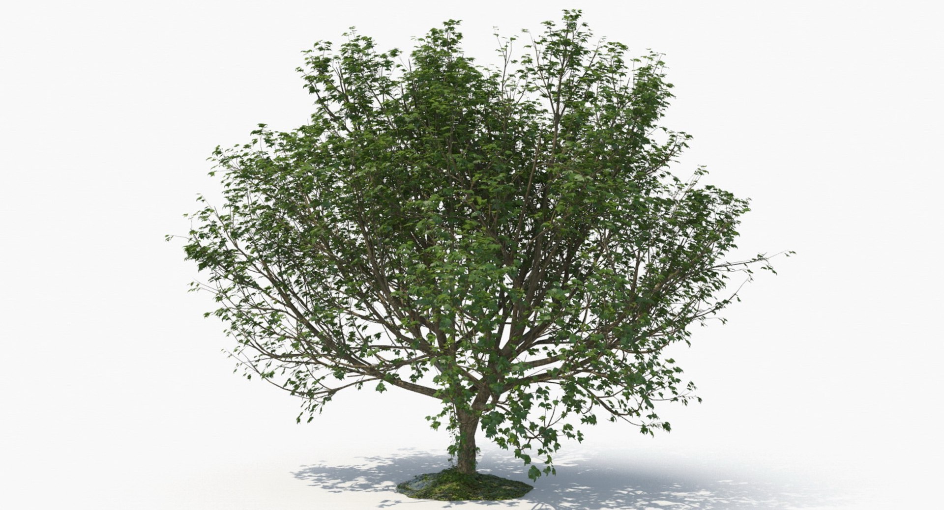 tree bundle model https://p.turbosquid.com/ts-thumb/YR/yw6UDd/ez/tree_h_main_view010113/jpg/1780485320/1920x1080/fit_q87/a3c0a64b849c234bc90f68e9feac2ecb0bc4d05e/tree_h_main_view010113.jpg