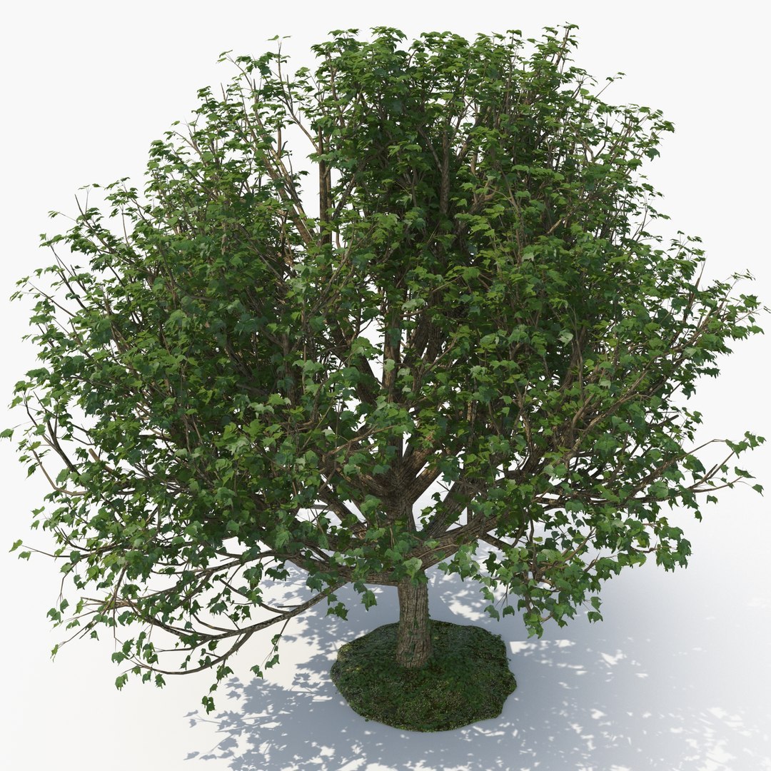 tree bundle model https://p.turbosquid.com/ts-thumb/YR/yw6UDd/nA/ecleposs_treee0093/jpg/1780485313/1920x1080/fit_q87/3baff6ce69918210171ea7e54950eeea490fbaca/ecleposs_treee0093.jpg