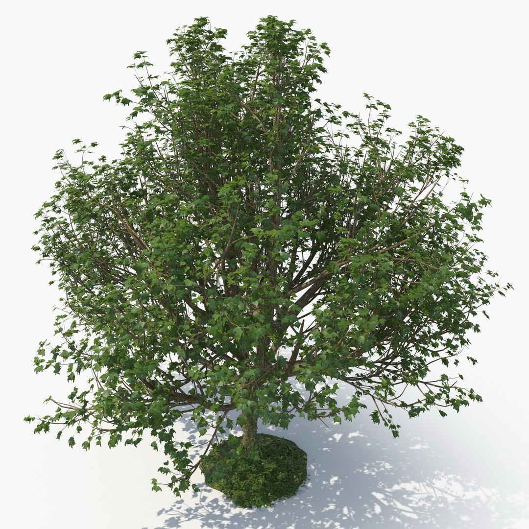 tree bundle model https://p.turbosquid.com/ts-thumb/YR/yw6UDd/qN/ecleposs_treec0083/jpg/1780485312/1920x1080/fit_q87/254fd0e65a459104e1a75d9f6bd79f3bb063cb12/ecleposs_treec0083.jpg