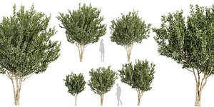 3D Collection plant vol 576 - Eucalyptus - Lehmannii - tree - blender
