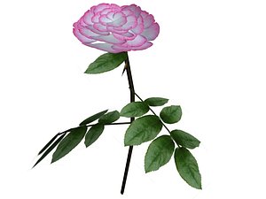 pink rose plant 3d model