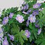 Geranium (Pink)