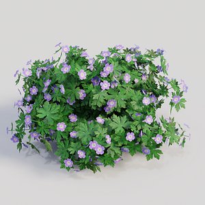 geranium gardens plants 3D model