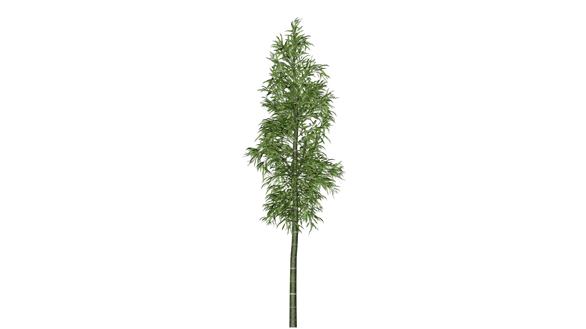 3D Bamboo Plant - 04 - https://p.turbosquid.com/ts-thumb/YS/J3QIAB/kY/bb_42/png/1741688874/1920x1080/fit_q87/4bbba5678b622a7395cc55bff6c92c759843145f/bb_42.jpg