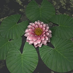 water lily 3D model