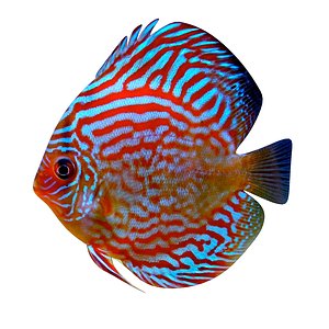 Alenquer Red Blue