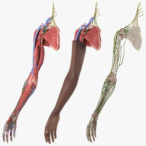 Skin and Full Anatomy of the Afro Female Arm