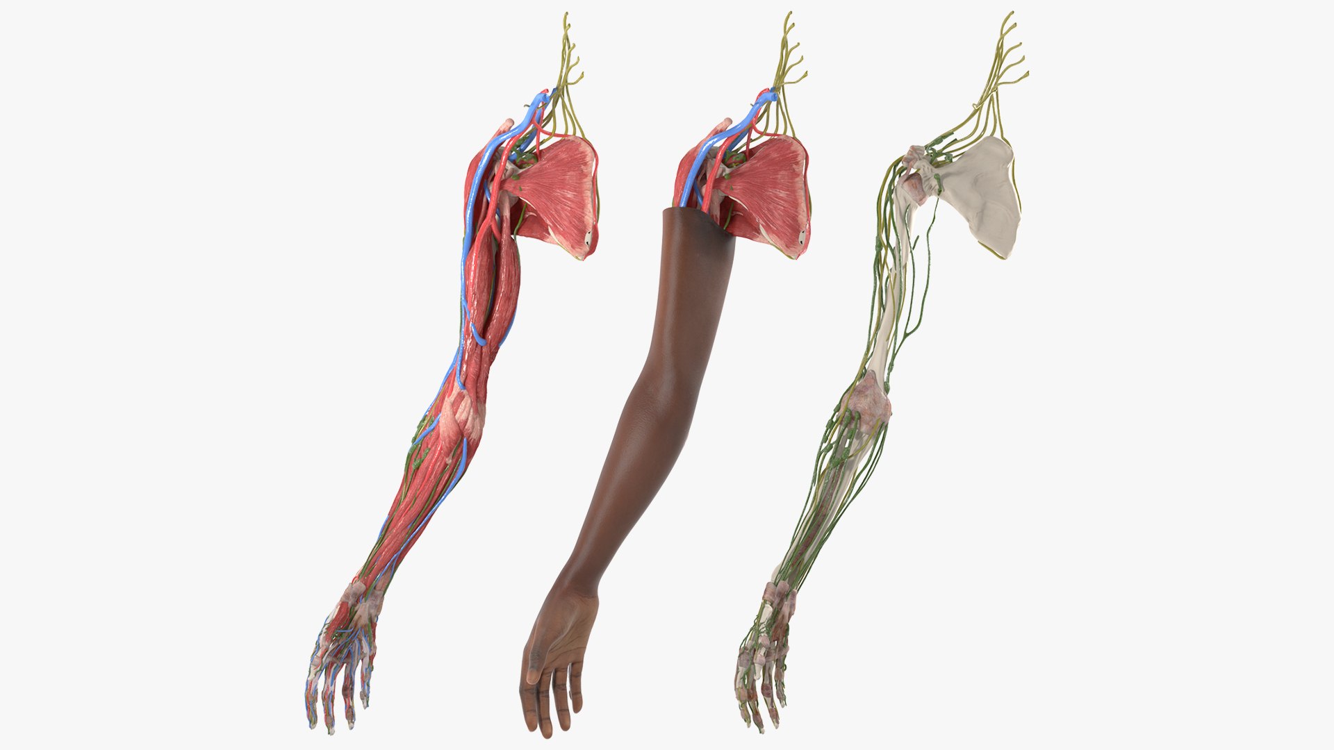 Skin and Full Anatomy of the Afro Female Arm 3D model preview