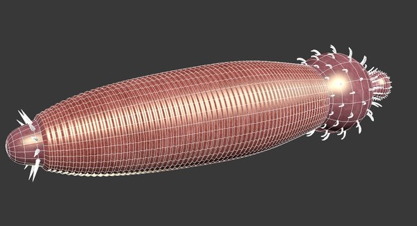 Ottoia prolifica 3D model TurboSquid 1562591
