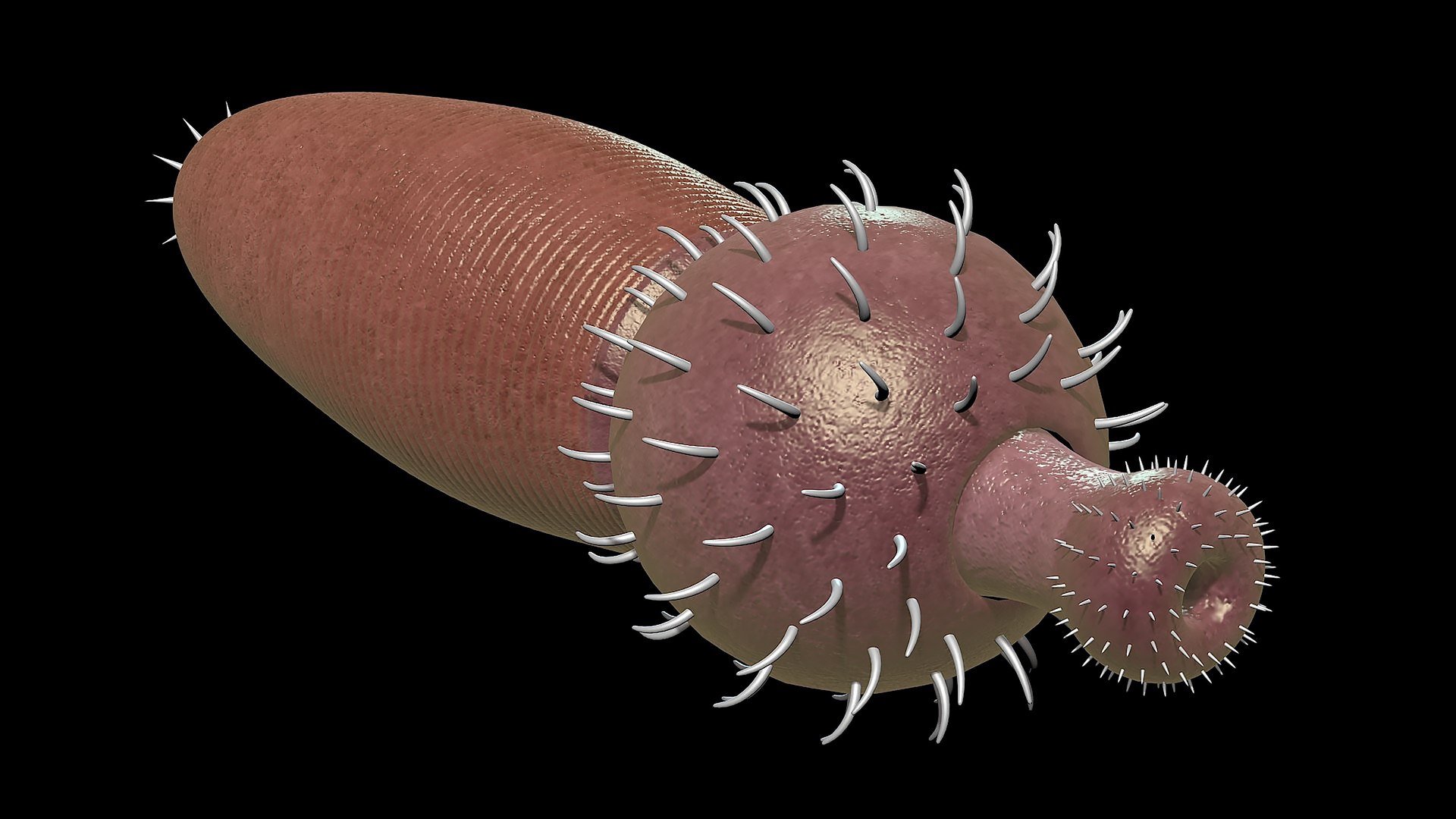 ottoia prolifica 3D model https://p.turbosquid.com/ts-thumb/YS/haROAy/Zg/03/jpg/1739352662/1920x1080/fit_q87/5225a25ccd33ee63678423db70668148a0cd921d/03.jpg