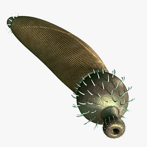 ottoia prolifica 3D model