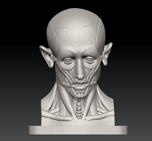 muscular head  2021 3D model