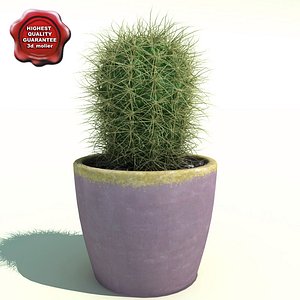 Cactus Oreocereus celsianus