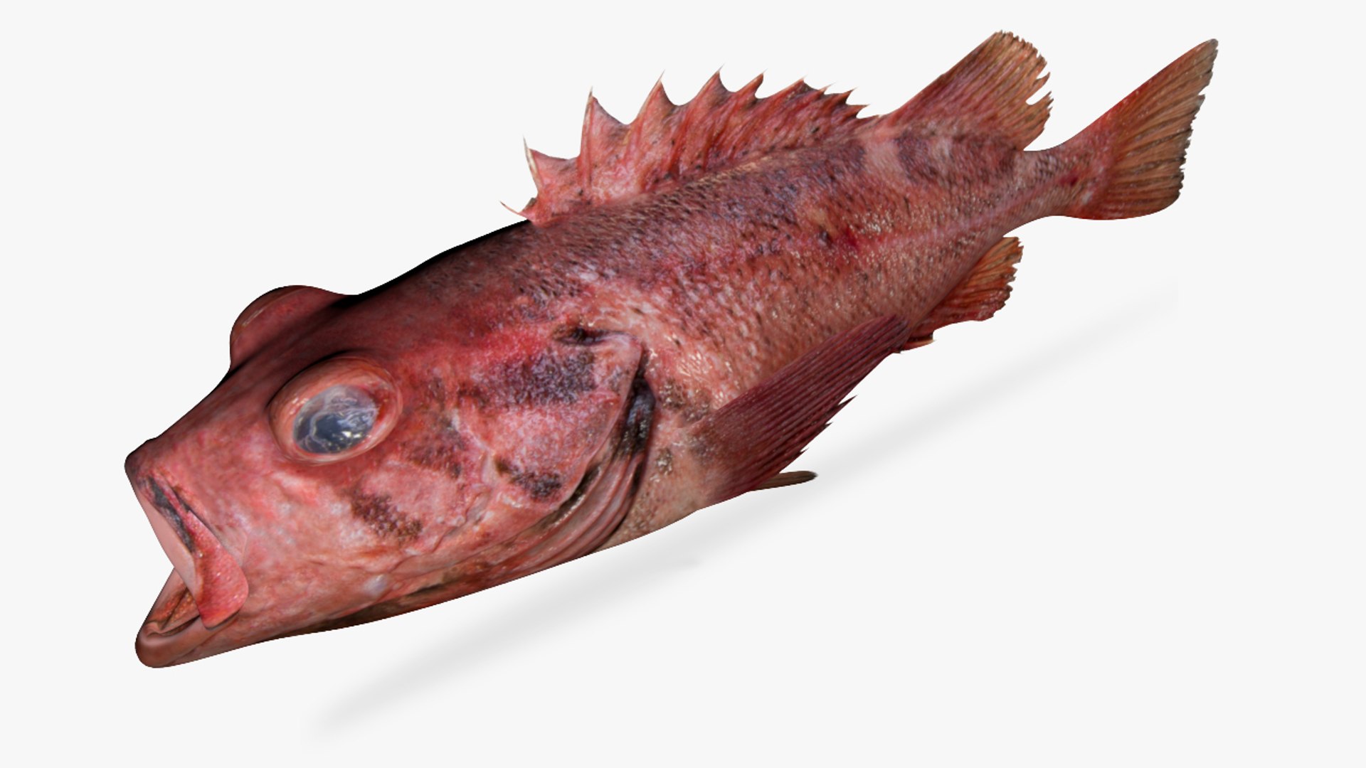 blackspotted rockfish 3D model https://p.turbosquid.com/ts-thumb/YS/uZ9NZG/MN9f6BLI/3/jpg/1551638562/1920x1080/fit_q87/765af2cfcec639dd60939035319e150afd9b4a79/3.jpg