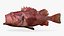 Blackspotted Rockfish