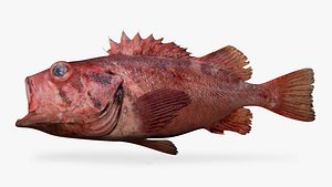 Blackspotted Rockfish