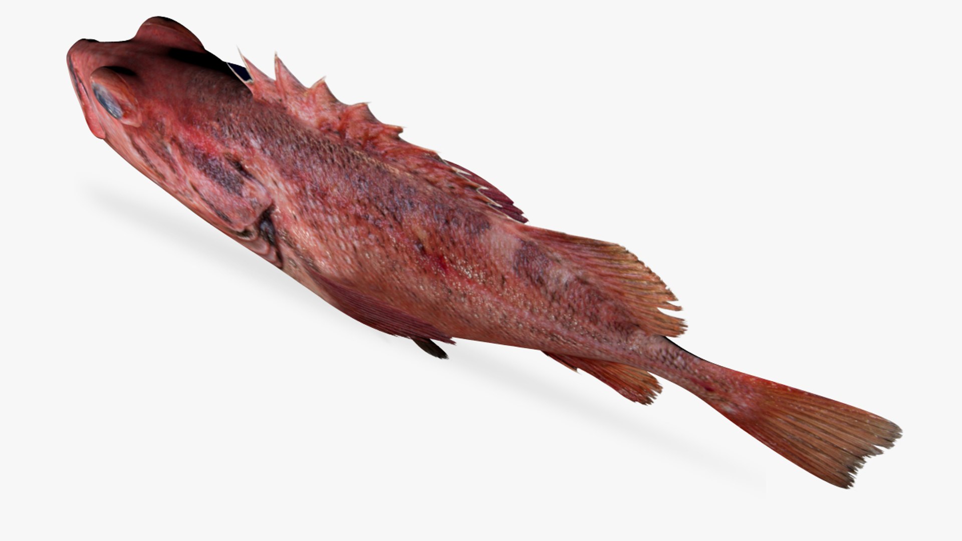 blackspotted rockfish 3D model https://p.turbosquid.com/ts-thumb/YS/uZ9NZG/YJ1zK0FU/4/jpg/1551638562/1920x1080/fit_q87/77de062b4eab103f4deb056f5b16a060d48f8f75/4.jpg