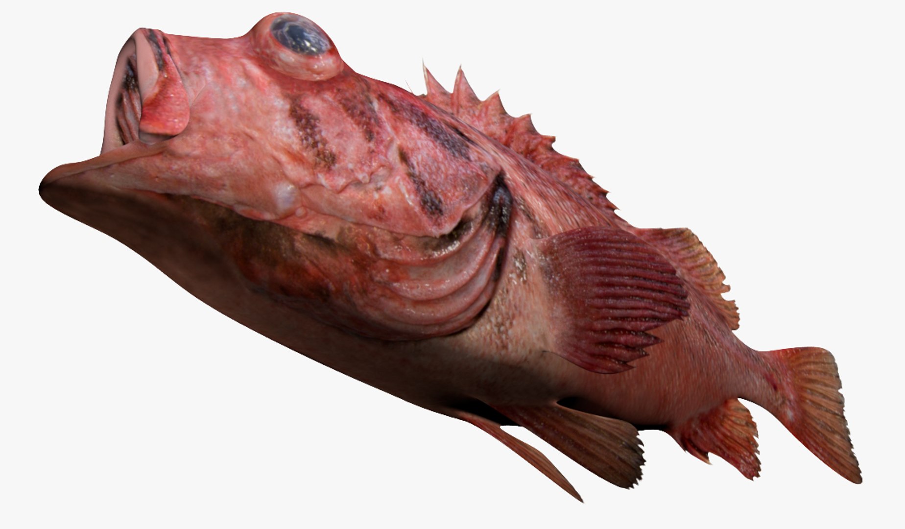blackspotted rockfish 3D model https://p.turbosquid.com/ts-thumb/YS/uZ9NZG/bLkkZCCf/2/jpg/1551638562/1920x1080/fit_q87/7b3bca17b807a6a1151ed42d7201fc370f5758aa/2.jpg