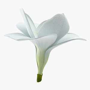Freesia Flower