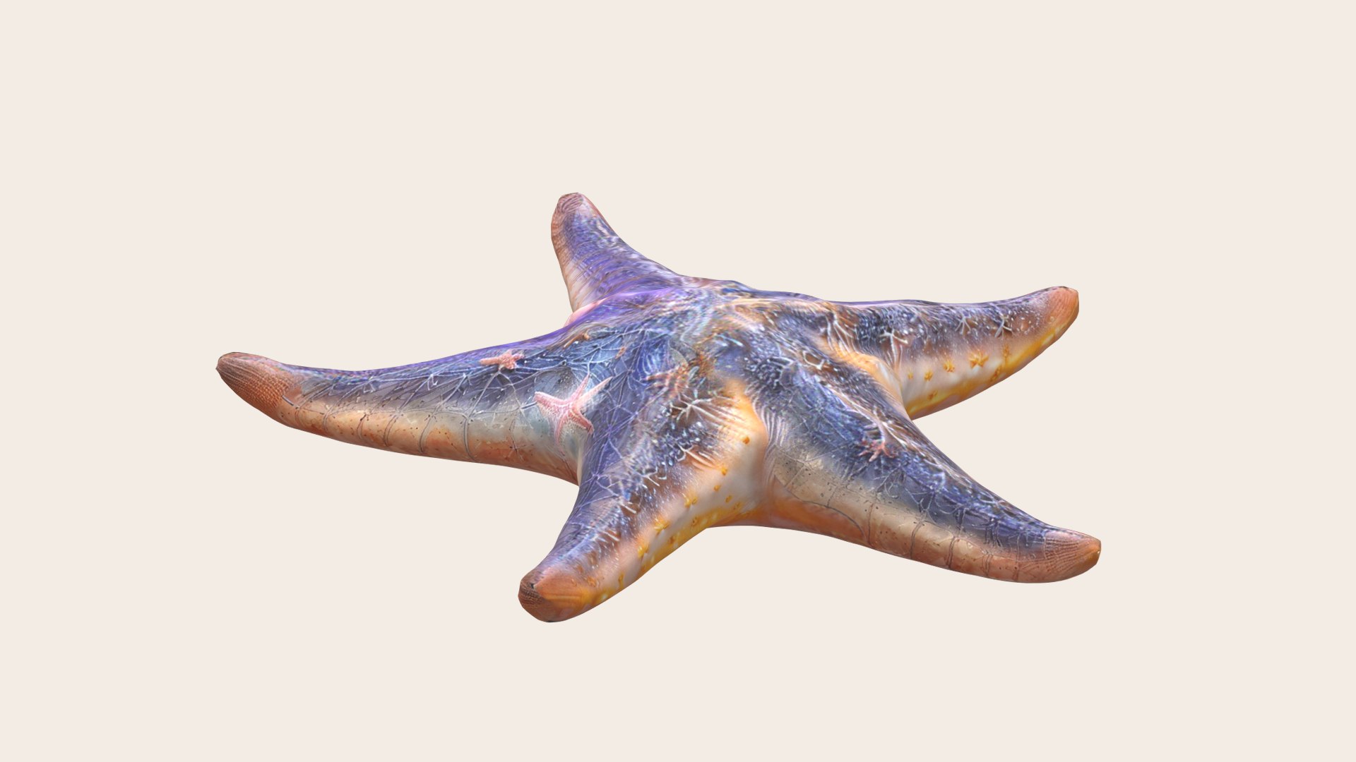 3D Starfish Sea Star - TurboSquid 2198874