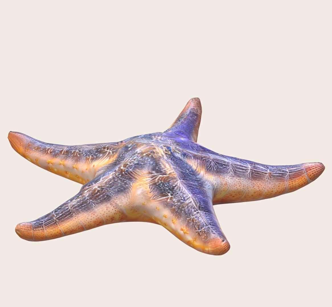 3D Starfish Sea Star - TurboSquid 2198874