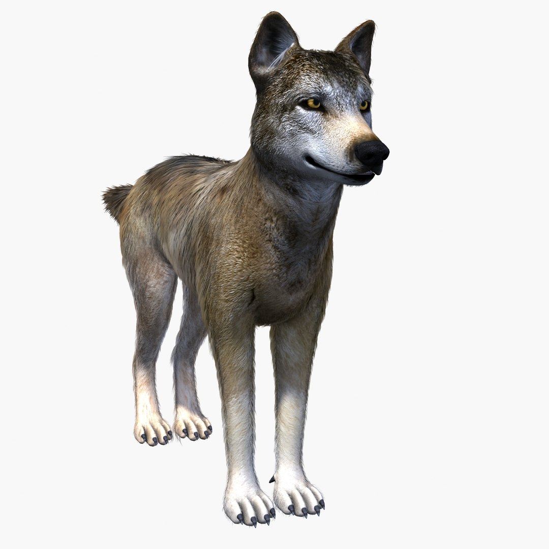 3d Model Canine Dog