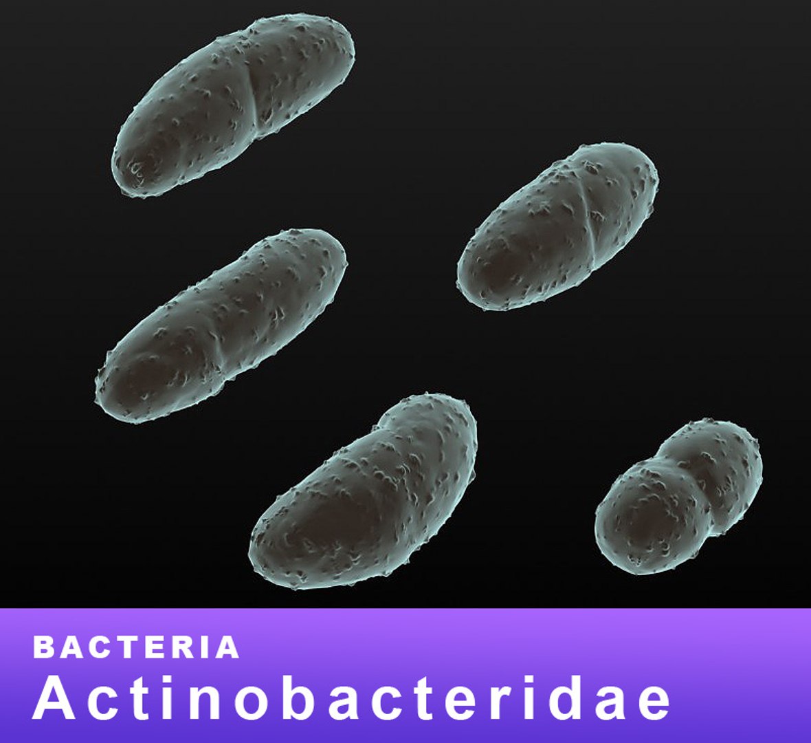 Bacteria Actinobacteridae Model TurboSquid 1168730