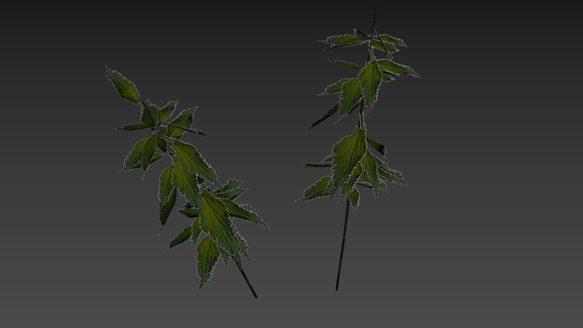 3D nettle https://p.turbosquid.com/ts-thumb/YT/U2jvS3/4h/zrzutekranu228kopia/jpg/1690549013/1920x1080/fit_q87/13fe1620fdf7901f30e777744a7e0fbd40b83122/zrzutekranu228kopia.jpg