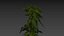 nettle
