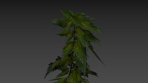 nettle