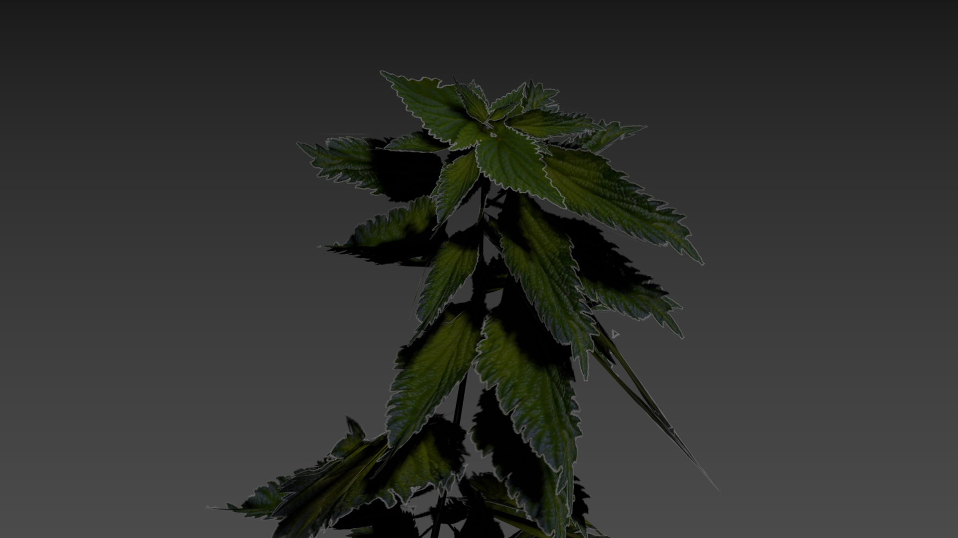 3D nettle https://p.turbosquid.com/ts-thumb/YT/U2jvS3/Oh/zrzutekranu226kopia/jpg/1690549012/1920x1080/fit_q87/85f1ab21b1a643ee827c66855ec4570b60fb59e8/zrzutekranu226kopia.jpg
