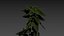 nettle