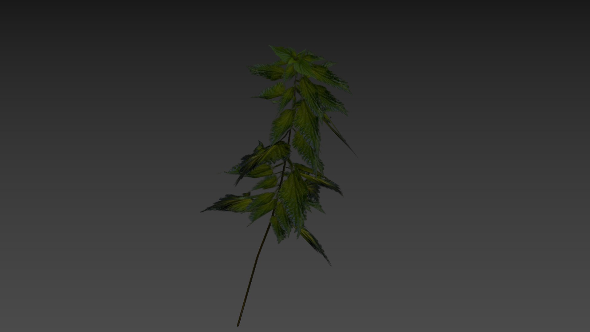 3D nettle https://p.turbosquid.com/ts-thumb/YT/U2jvS3/Qr/zrzutekranu223kopia/jpg/1690549010/1920x1080/fit_q87/018d4a046625eb771c0d993019185637377d9af3/zrzutekranu223kopia.jpg